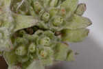 Bighead pygmycudweed